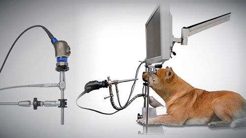 小動物外科手術 上 最小侵襲手術, MIPO | CT・MRI完備のONEどうぶつ整形外科