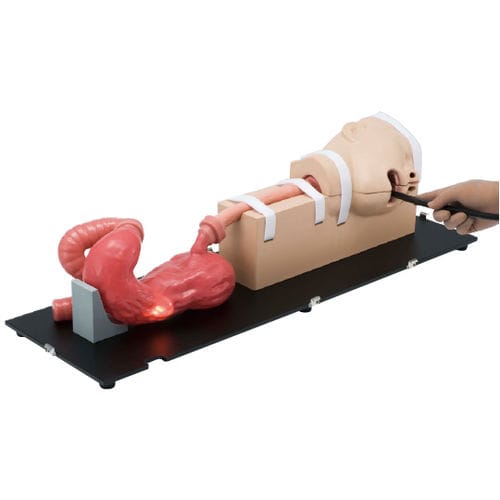 医療訓練 医療訓練用シミュレーター - LM-103 - KOKEN - 内視鏡検査 / 胃カメラ