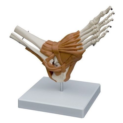 足の解剖模型 - A254 - RÜDIGER - ANATOMIE  - 脚の