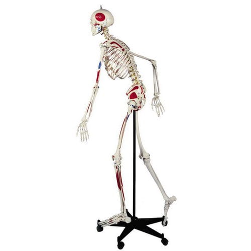 骨格の解剖模型 - A200.3 - RÜDIGER - ANATOMIE  - 筋肉の / 全身用 / 脊柱の