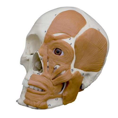 骨の解剖模型 - A263 - RÜDIGER - ANATOMIE  - 頭蓋骨の / 実習用 / 筋肉組織