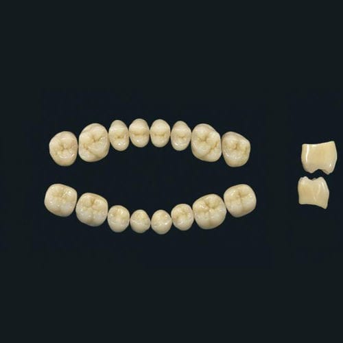 アクリルポリマー製義歯 - TRIBOS 501 PM-LJ-A2 - GEBDI Dentalproducts GmbH   - 奥歯