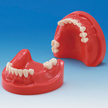 NISSIN DENTAL MODEL ニッシン　顎模型 2色レジン製顎模型 [E50-各種]｜株式会社ニッシン｜歯科模型