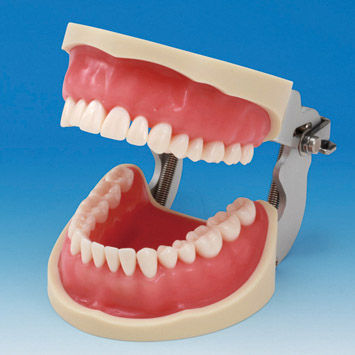 顔面用解剖模型 - CON2001-UL-SP-FEM-32 - Nissin Dental Products Inc.   - 歯並び用 / 歯茎の / 歯の保護用