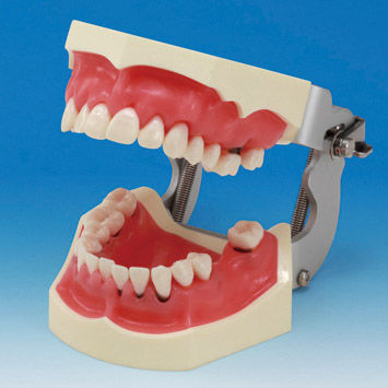 歯並び用解剖模型 - PER2002-UL-SP-FEM-28 - Nissin Dental Products Inc.   - 歯茎の / 手術用 / 歯周用