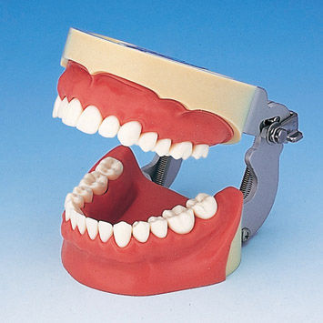 歯並び用解剖模型 - SUG1004-UL-SP-FEM-28 - Nissin Dental Products Inc.   - 歯茎の / 医療訓練用 / 注射