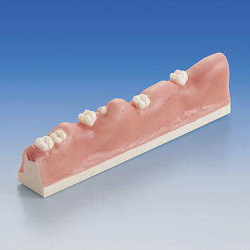 歯科用解剖模型 - SUG1010-T-SP - Nissin Dental Products Inc