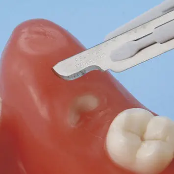 歯科用解剖模型 - SUG1010-T-SP - Nissin Dental Products Inc. - 抜歯
