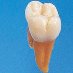 歯の解剖模型 - B2-TA.2 - Nissin Dental Products Inc.   - 医療訓練用