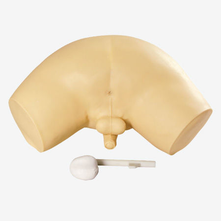前立腺触診用訓練用マネキン - GD/L63 - Shanghai Honglian Medical Instrument - 骨盤の