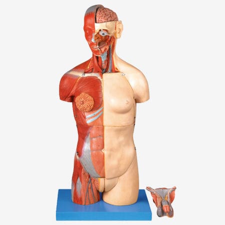 筋肉の解剖模型 - GD/A10003 - Shanghai Honglian Medical Instrument - 胴体の / 実習用 / デュアル性別