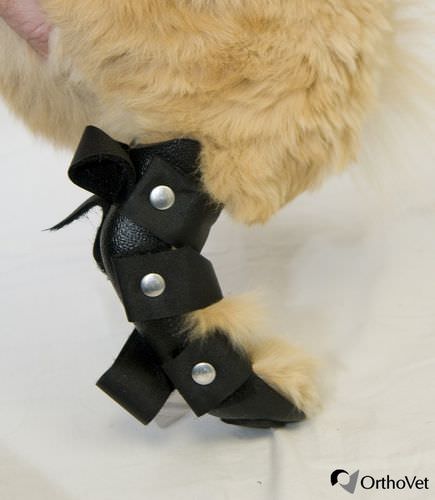 足用動物用スプリント - Rear - OrthoVet - ネコ科の動物用