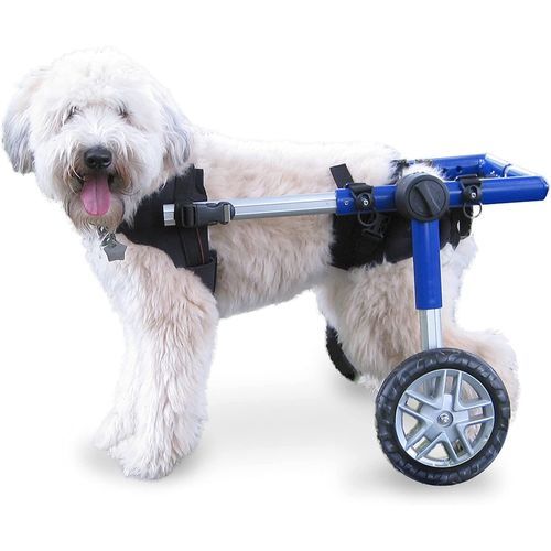 犬用動物用車椅子 - Walkin' Wheels® MEDIUM - Walkin' Pets