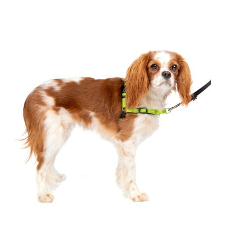 ウォーキング用ハーネス - Deluxe Easy Walk® - PetSafe - 獣医用 / 犬用