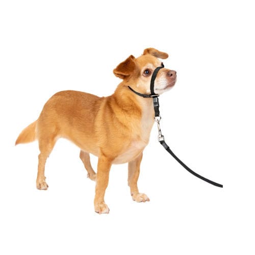犬用動物用エリザベスカラー - Gentle Leader® - PetSafe