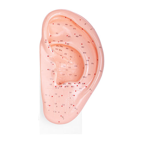 耳の解剖模型 - H130348 - HeineScientific® - 実習用 / 鍼用 / プラスチック製
