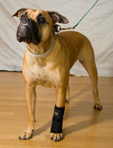 手根管用動物用スプリント - Carpo-Flex X - Thera-Paw - 犬