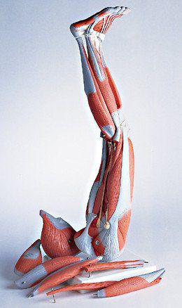 足の解剖模型 - 0342-20 - Denoyer-Geppert - 筋肉の / 脚の / 腰の