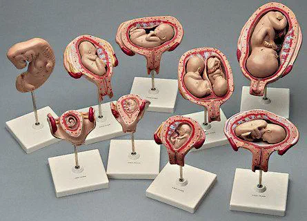 子宮の解剖模型 - 0304-11 - Denoyer-Geppert - 実習用 / 妊娠