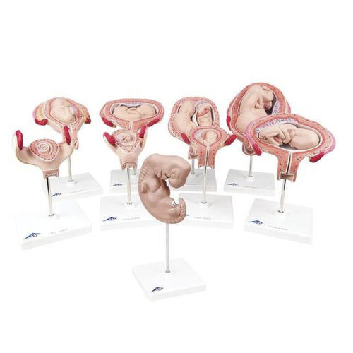子宮の解剖模型 - 0304-11 - Denoyer-Geppert - 実習用 / 妊娠