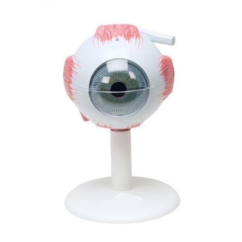 目の解剖模型 ZKH467X Educational + Scientific Products Ltd 実習用
