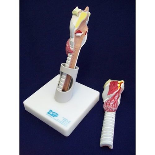喉頭の解剖模型 - ZKH-950-A - Educational + Scientific Products Ltd - 甲状腺の / 気管の / 医療訓練用