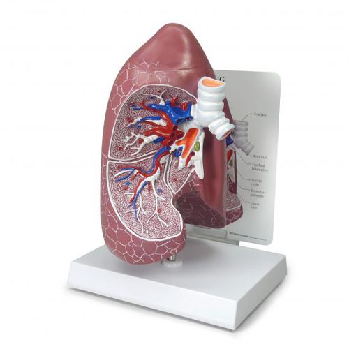 肺の解剖模型 - 3100 - GPI Anatomicals - 気管の / 気管支の / 実習用