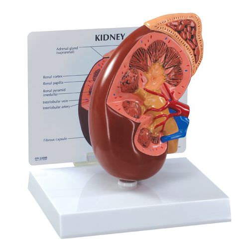 腎臓動脈解剖模型 - 3250 - GPI Anatomicals - 静脈の / 腎臓の / 尿管の