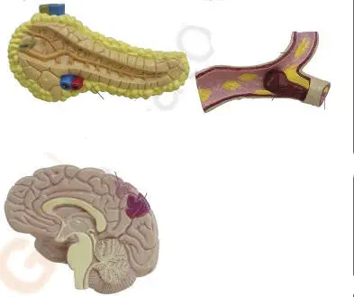 心臓の解剖模型 - 4010 - GPI Anatomicals - 足の / 動脈の / 目の
