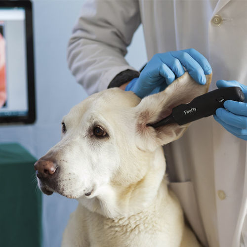 ビデオ動物用耳鏡 - DE551 - Firefly Global  - 小動物用 / 猫 / 犬用