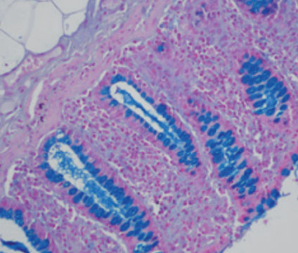 透明標本作製用【軟骨染色原液】30ml 青色染色 アルシアンブルー 大容量 透明標本作製用【軟骨染色原液】30ml 青色染色 アルシアンブルー