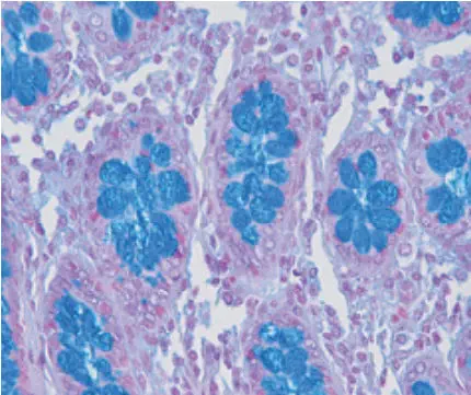 染色液試薬 - Alcian Blue pH 2.5 - pH 1 - BIO-OPTICA Milano