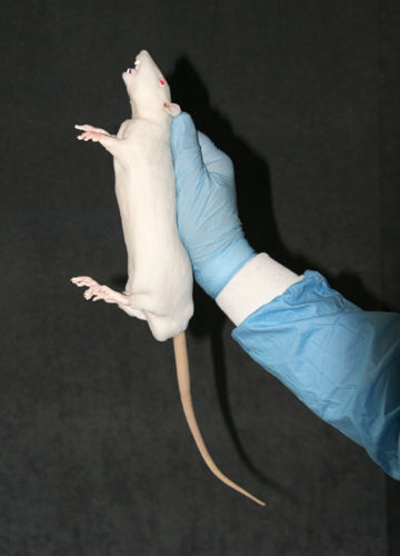 齧歯動物解剖模型 - BIO-RAT - Bioseb - 全身用 / 動物研究用 / 医療訓練用