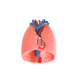 肺の解剖模型 / 心臓の / 実習用 / ハイドロゲル