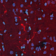 β-エンドルフィン用試薬 / ポリクローナル抗体 / IgG / 科学研究用