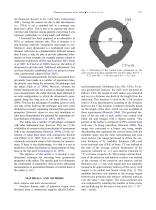 ULTRASONIC ASSESSMENT OF THE RADIUS IN VITRO-2