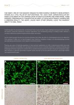 Heart Cell Isolation setup-2