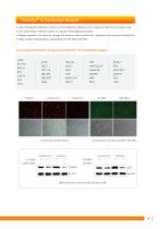 Cell biology Related Antibody - 6