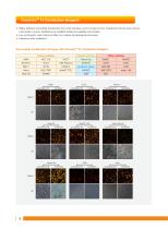 Cell biology Related Antibody - 7