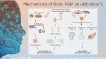 Science behind the WeberBrain®-15