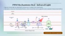 Update: Science behind the Weber Brain-6