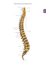 Spine Catalog 2025-2