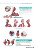 Circulatory System Models CS 10,CS 09,CS 13,CS 12,CS 03,CS 04,CS 08,CS 14,CS 01,CS 06-3