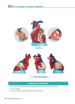 Circulatory System Models CS 10,CS 09,CS 13,CS 12,CS 03,CS 04,CS 08,CS 14,CS 01,CS 06-4