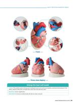 Circulatory System Models CS 10,CS 09,CS 13,CS 12,CS 03,CS 04,CS 08,CS 14,CS 01,CS 06-5