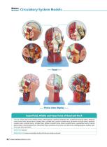 Circulatory System Models CS 10,CS 09,CS 13,CS 12,CS 03,CS 04,CS 08,CS 14,CS 01,CS 06-6