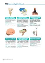 Nervous System Models  NS 01,NS 06,NS 12,NS 11,NS 02,DS 14,NS 10,NS 13,NS 04,NS 03,NS 05,NS 08,NS 07,NS 09-7
