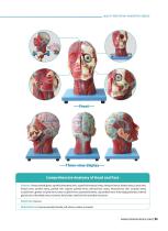 Topical Anatomy Models  TA 06,TA 07,TA 01-2