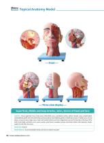 Topical Anatomy Models  TA 06,TA 07,TA 01-3
