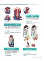 Topical Anatomy Models  TA 06,TA 07,TA 01-6